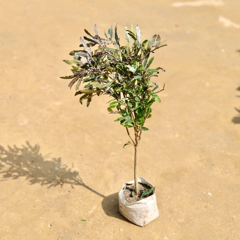 Exotic Aralia Emerald Whisper (~1.5 FT) in 3 inch Nursery Bag