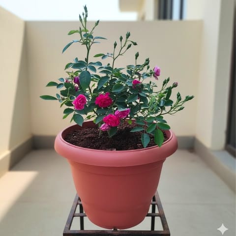 Button Rose Pink in 10 Inch Terracotta Red Classy Plastic Pot