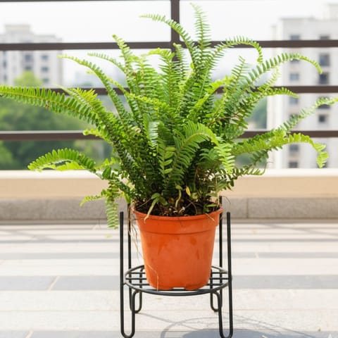 Fern Green in 6 Inch Nursery Pot