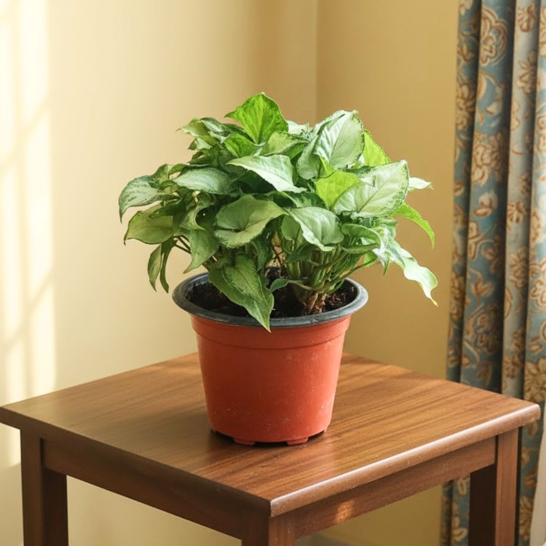 Syngonium Green White Bushy in 4 Inch Nursery Pot