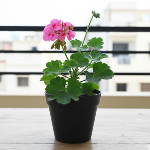 Geranium Light Pink in 5 Inch Nursery Pot