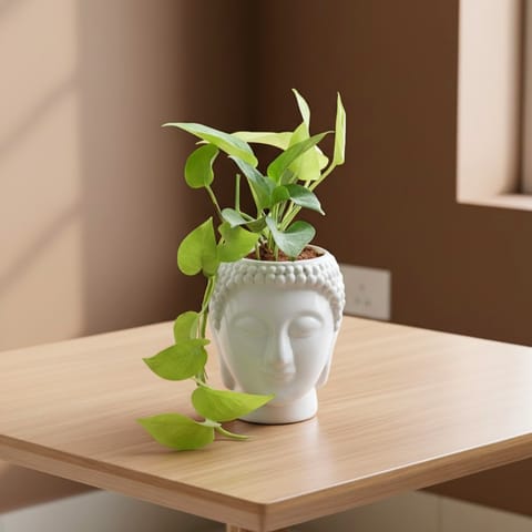 Money Plant Golden  in 6 Inch Buddha Designer plastic pot Succulent Planter, Home Décor