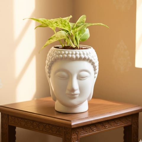 Money Plant Marble in 6 Inch Buddha Designer plastic pot Succulent Planter, Home Décor
