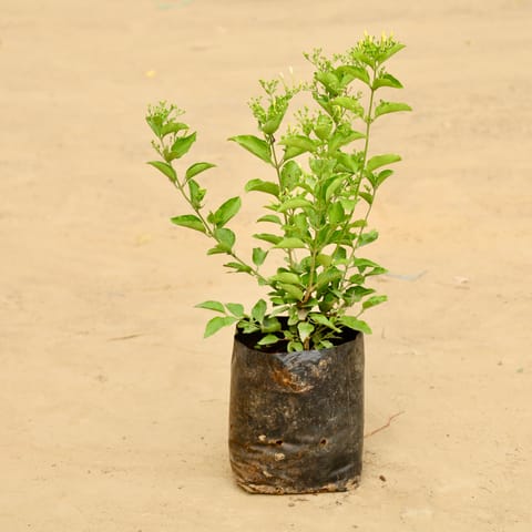 Sankrant Bel / Flame Vine / Orange Trumpet Vine (any colour) in 6 inch Nursery Bag