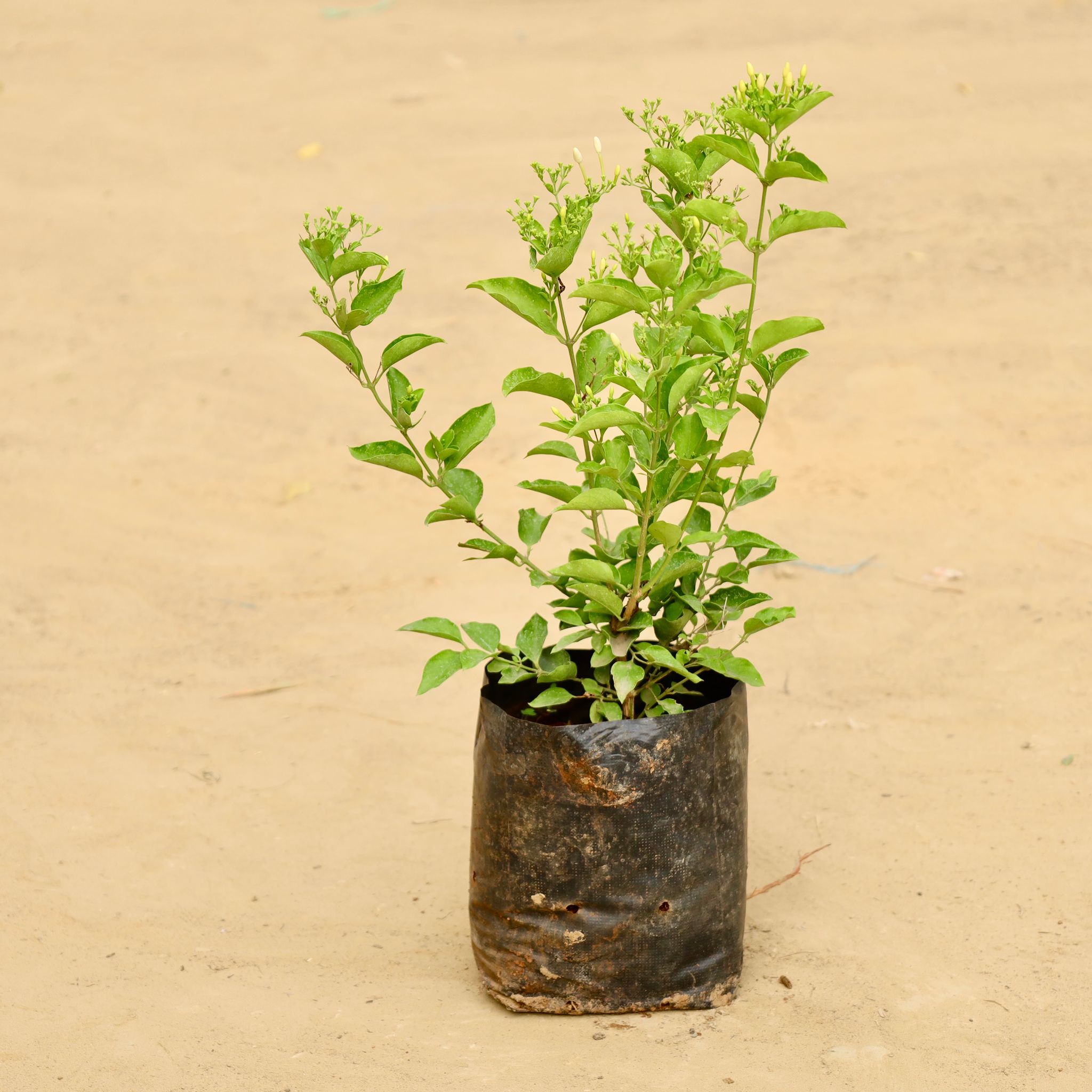 Sankrant Bel / Flame Vine / Orange Trumpet Vine (any colour) in 6 inch Nursery Bag