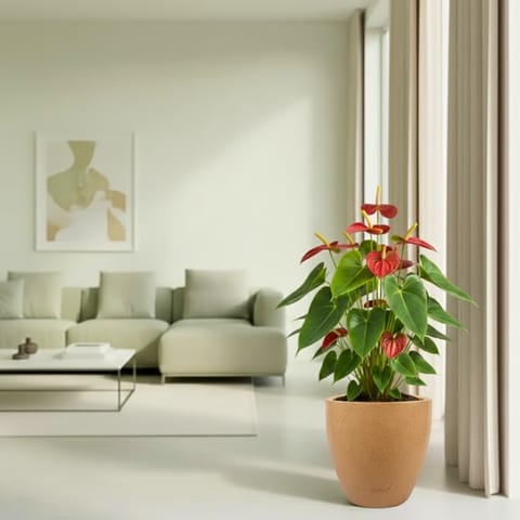 Anthurium Red  in 08 X 08 Inch Sandstone Premium Convessa Fiberglass Planter