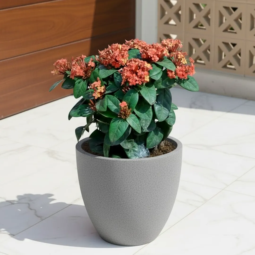 Ixora Red  in 08 X 08 Inch Grey Premium Convessa Fiberglass Planter - Durable large size decoratiive fiber pot for indoor outdoor plants with 5 year warranty