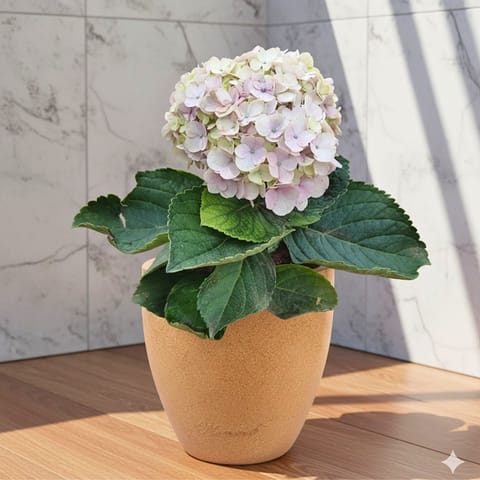 Hydrangea (Any Colour)  in 08 X 08 Inch Sandstone Premium Convessa Fiberglass Planter - Durable large size decoratiive fiber pot for indoor outdoor plants with 5 year warranty