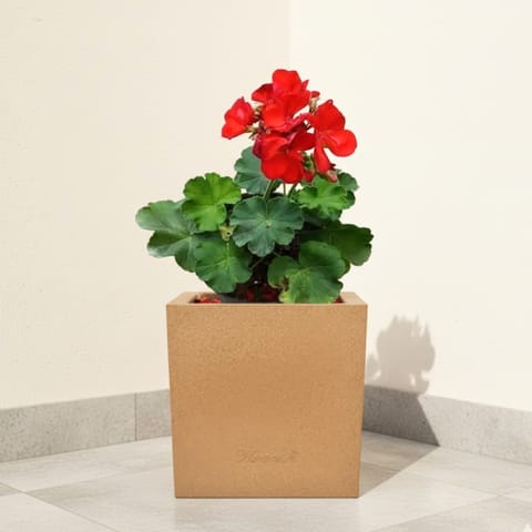 Geranium Red ( ~ 1 Ft) in 8 X 8 Inch Sandstone Premium Kyvos Fiberglass Planter