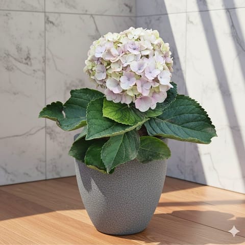 Hydrangea (Any Colour)  in 08 X 08 Inch Grey Premium Convessa Fiberglass Planter - Durable large size decoratiive fiber pot for indoor outdoor plants with 5 year warranty