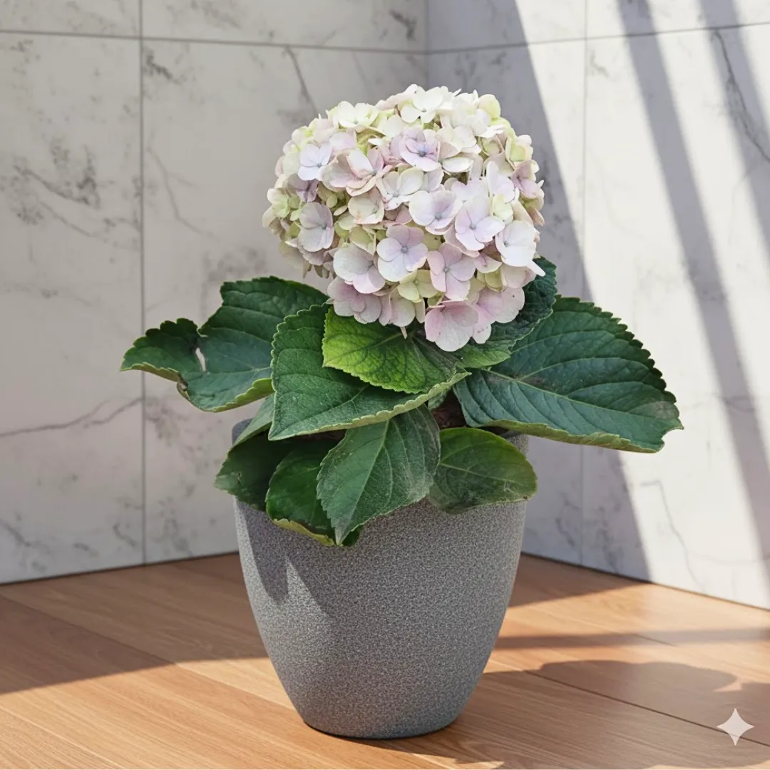 Hydrangea (Any Colour)  in 08 X 08 Inch Grey Premium Convessa Fiberglass Planter - Durable large size decoratiive fiber pot for indoor outdoor plants with 5 year warranty