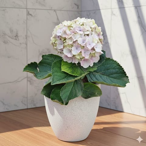 Hydrangea (Any Colour)  in 08 X 08 Inch White Premium Convessa Fiberglass Planter - Durable large size decoratiive fiber pot for indoor outdoor plants with 5 year warranty