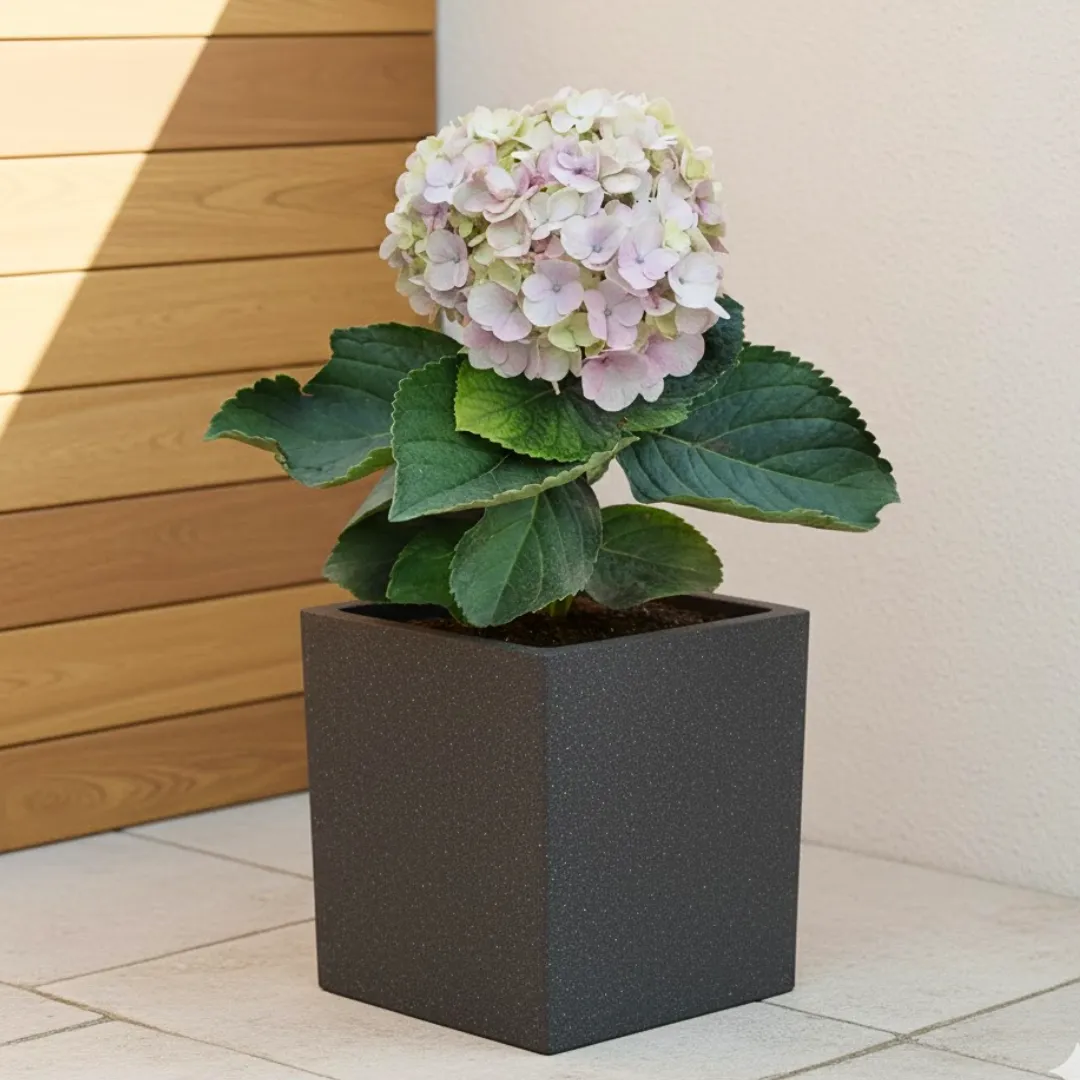 Hydrangea (Any Colour) in 8 X 8 Inch Grey Premium Kyvos Fiberglass Planter - Durable large size decoratiive fiber pot for indoor outdoor plants with 5 year warranty