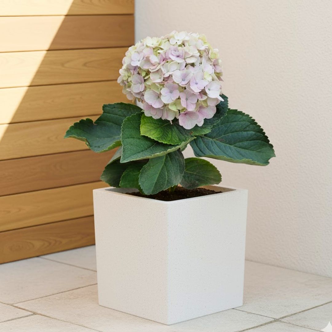 Hydrangea (Any Colour) in 8 X 8 Inch White Premium Kyvos Fiberglass Planter - Durable large size decoratiive fiber pot for indoor outdoor plants with 5 year warranty