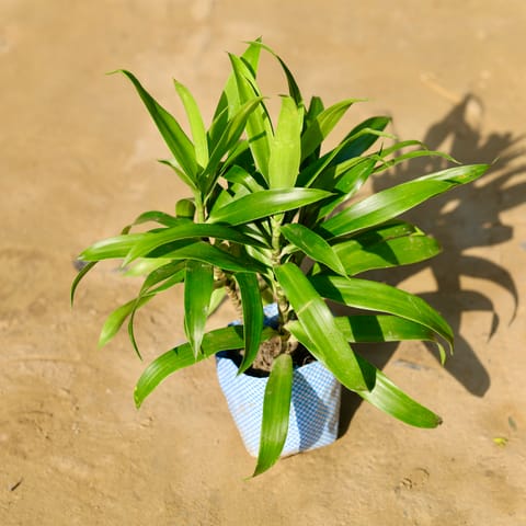Dracaena Green in 4 Inch Nursery Bag
