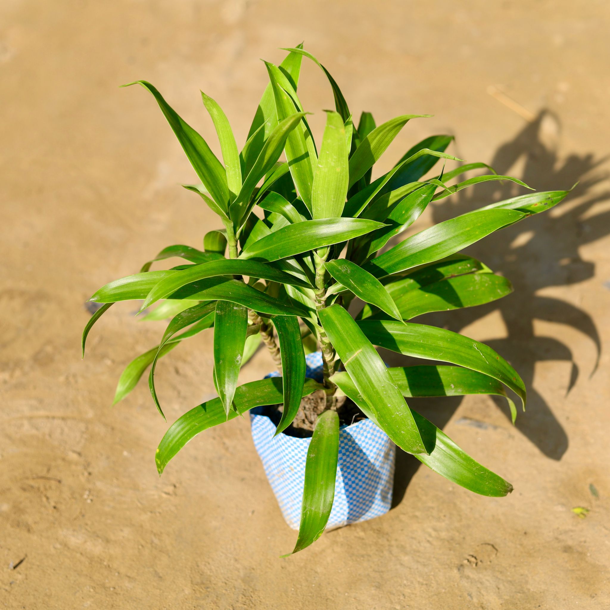 Dracaena Green in 4 Inch Nursery Bag