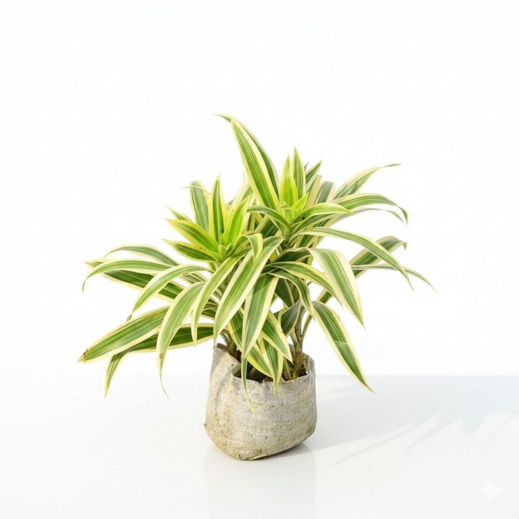 Song of India Bushy in 4 Inch Nursery Bag