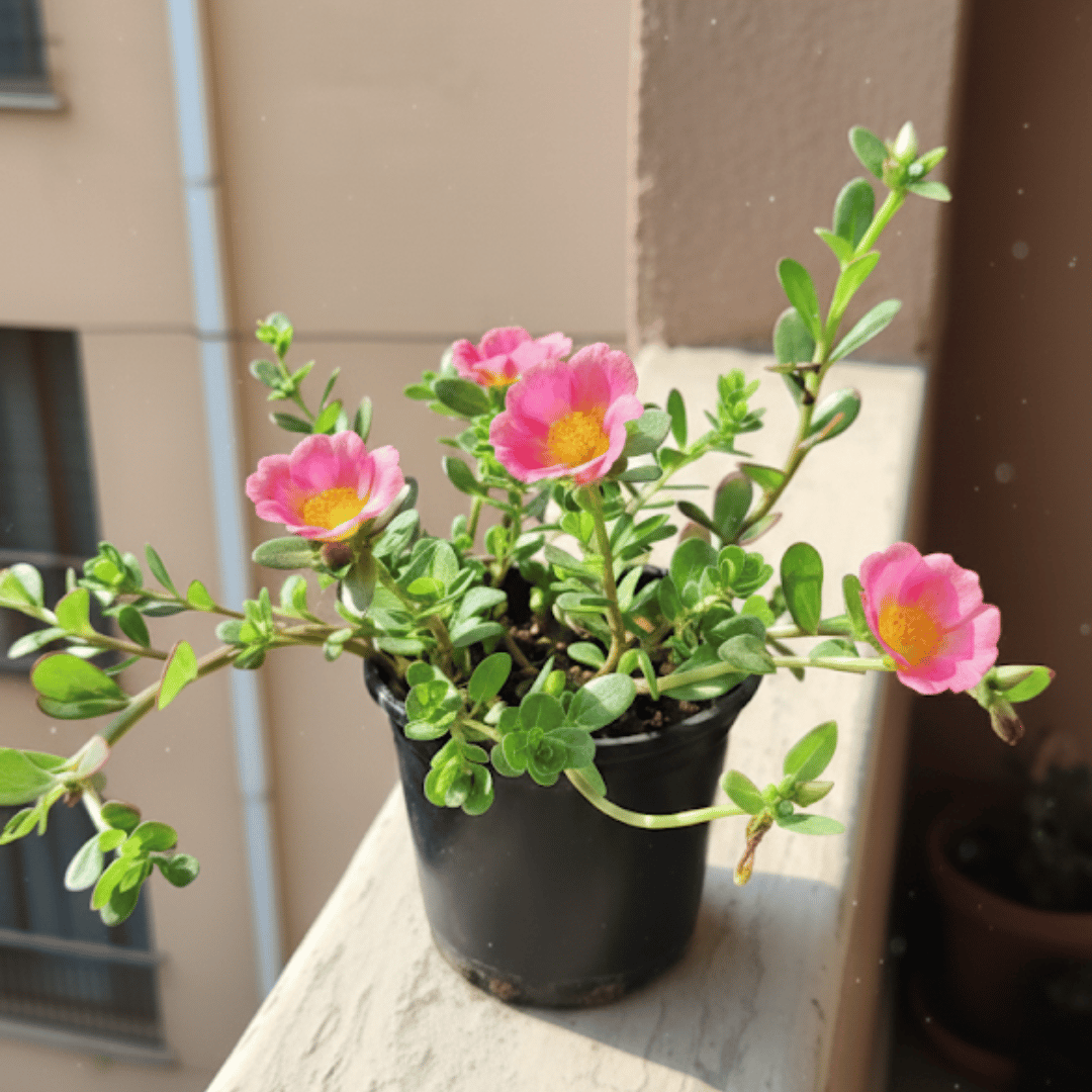 Portulaca Moss Rose Pink in 5 Inch Nursery Pot