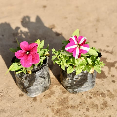 Set Of 2 - Petunia (Any Colour) in 4 Inch Nursery Bag