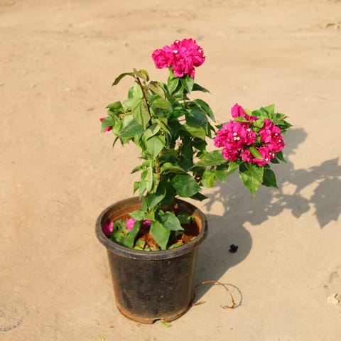 Bougainvillea (Any Colour) In 8 Inch Nursery Pot