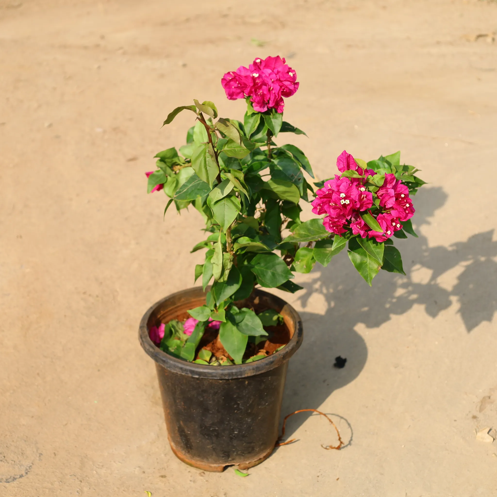 Bougainvillea (Any Colour) In 8 Inch Nursery Pot