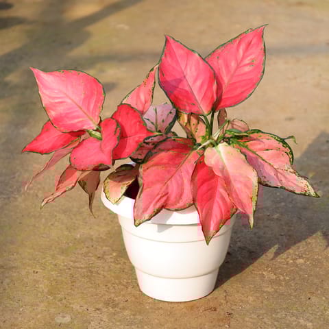 Aglaonema Red Ruby In 5 Inch Nursery Pot