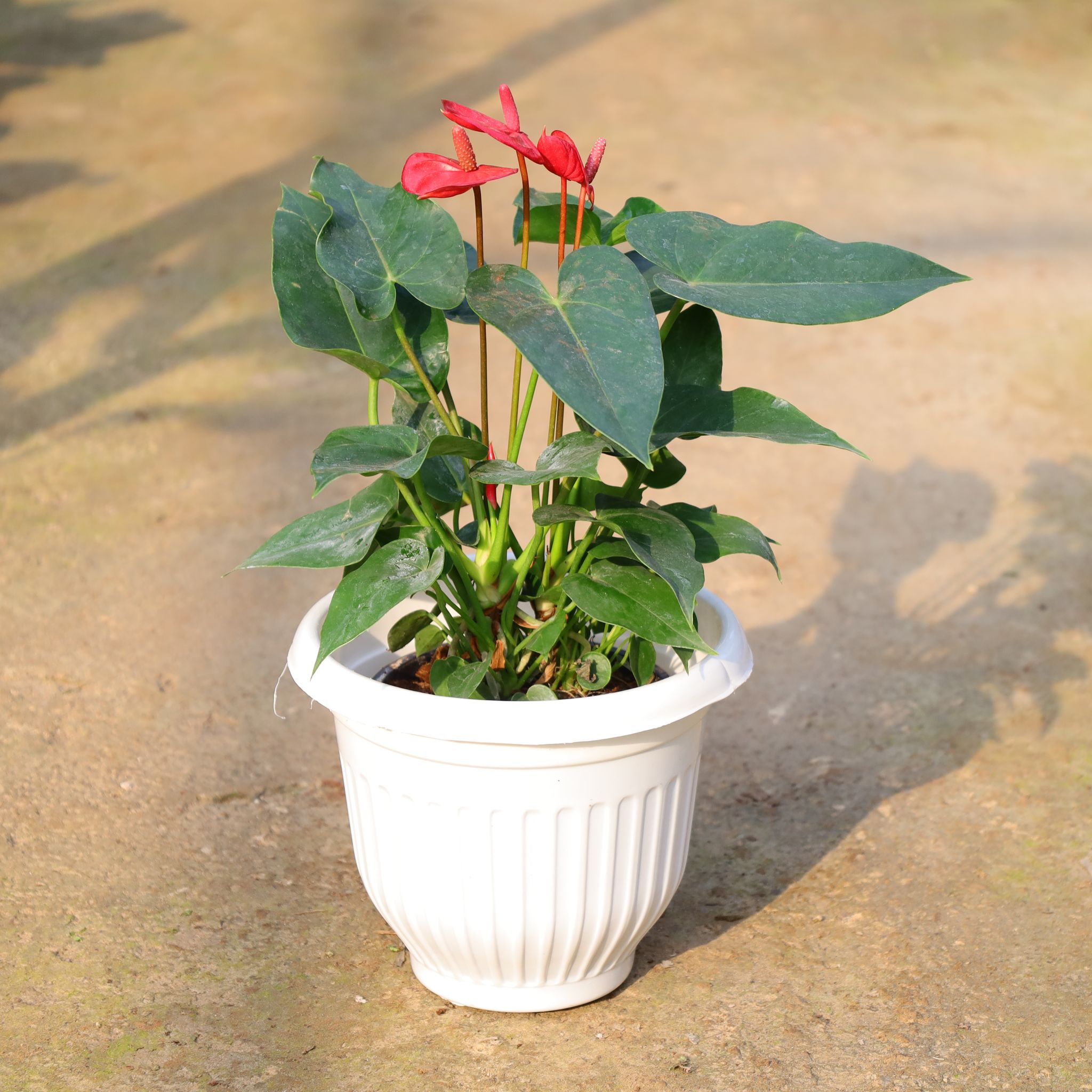Anthurium In 8 Inch White Olive Plastic Pot