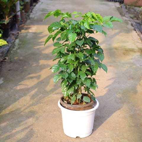 Radermachera / China Doll In 8 Inch Nursery Pot