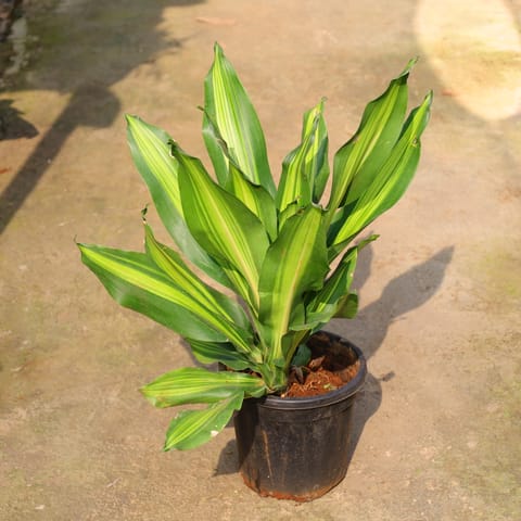 Dracaena Dara Singh In 8 Inch Nursery Pot