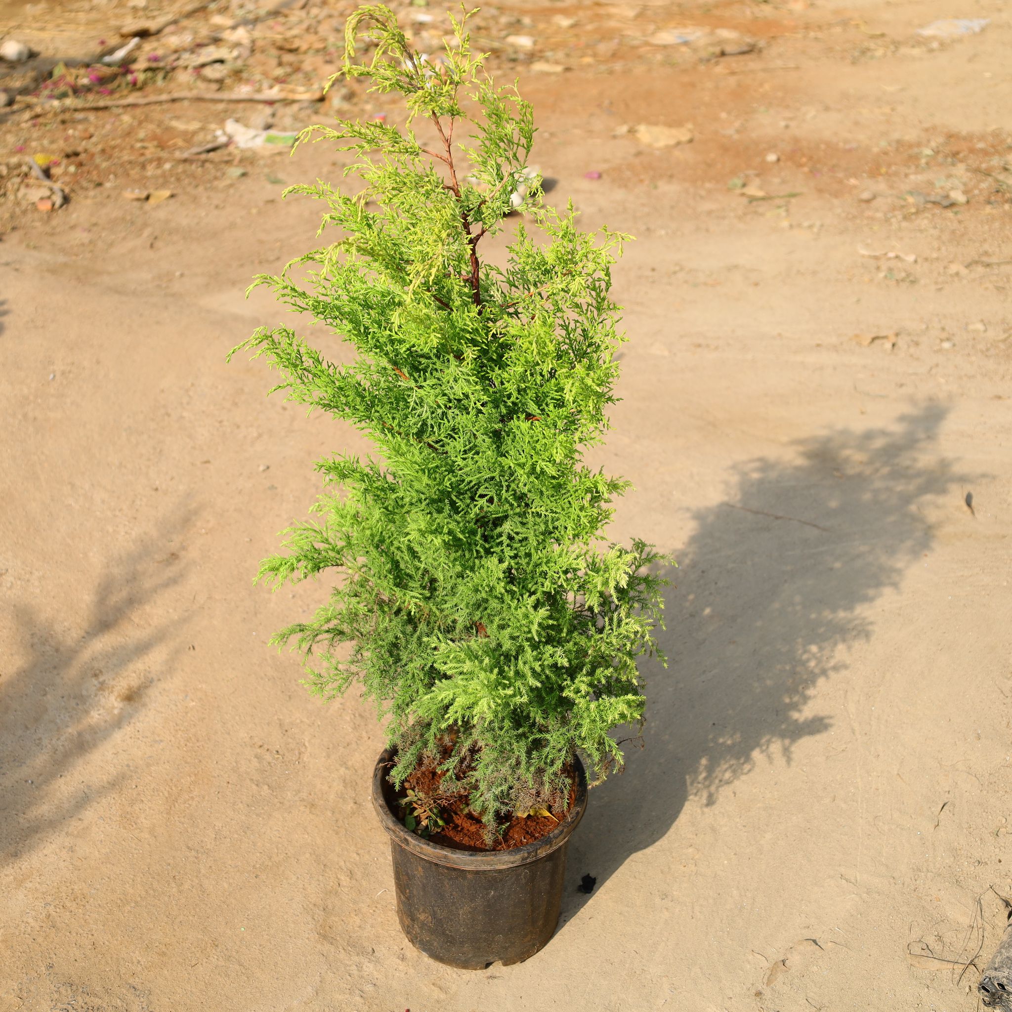 Golden Cypress In 8 Inch Nursery Pot