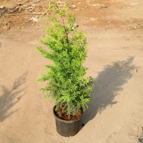Golden Cypress In 8 Inch Nursery Pot