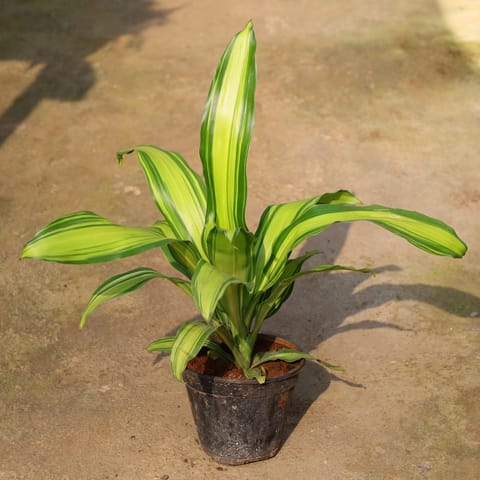 Dracaena Dara Singh In 8 Inch Live Plant Nursery Pot