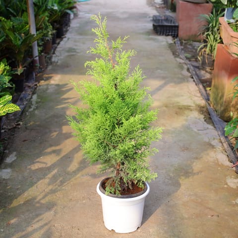 Golden Cypress In 10 Inch Nursery Pot