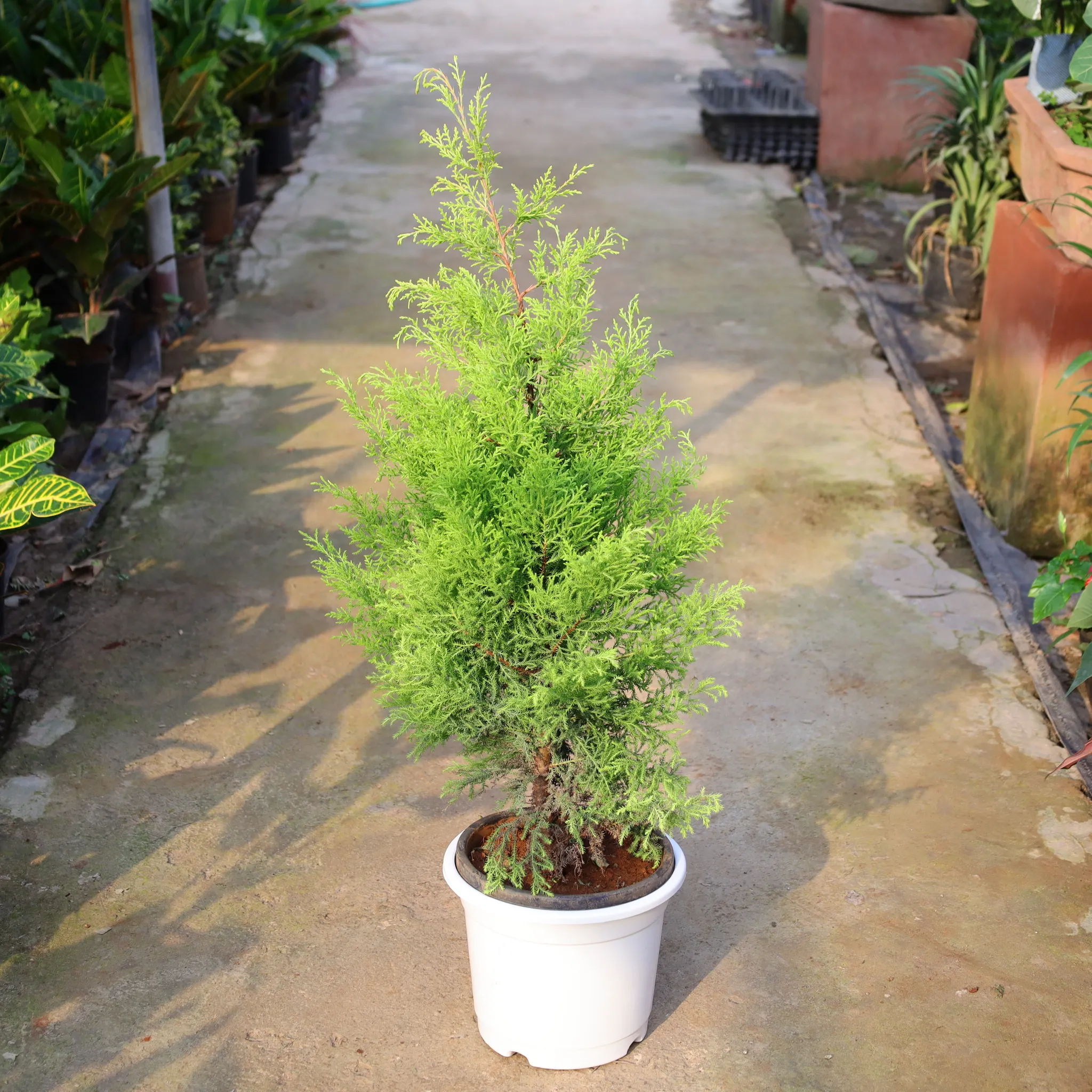 Golden Cypress In 10 Inch Nursery Pot
