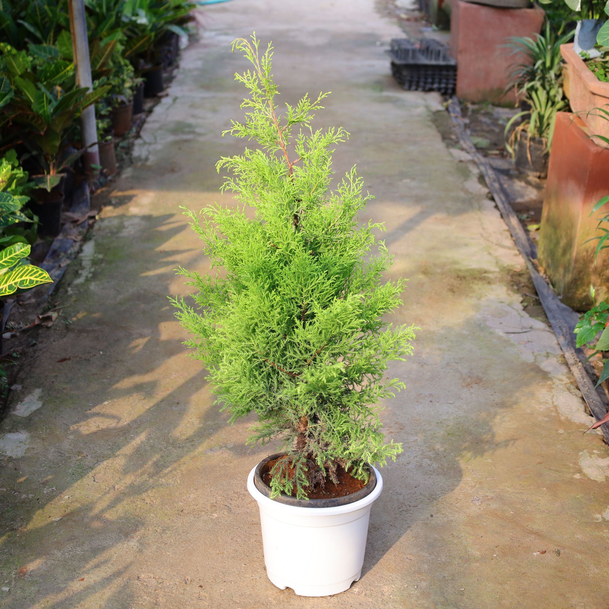 Golden Cypress In 10 Inch Nursery Pot