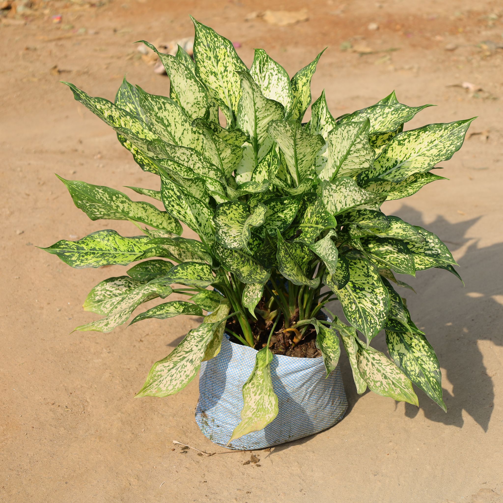 Aglaonema Snow White In 10 Inch Nursery Bag