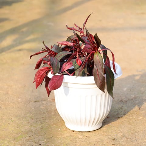 Balsam in 8 Inch White Olive Plastic Pot