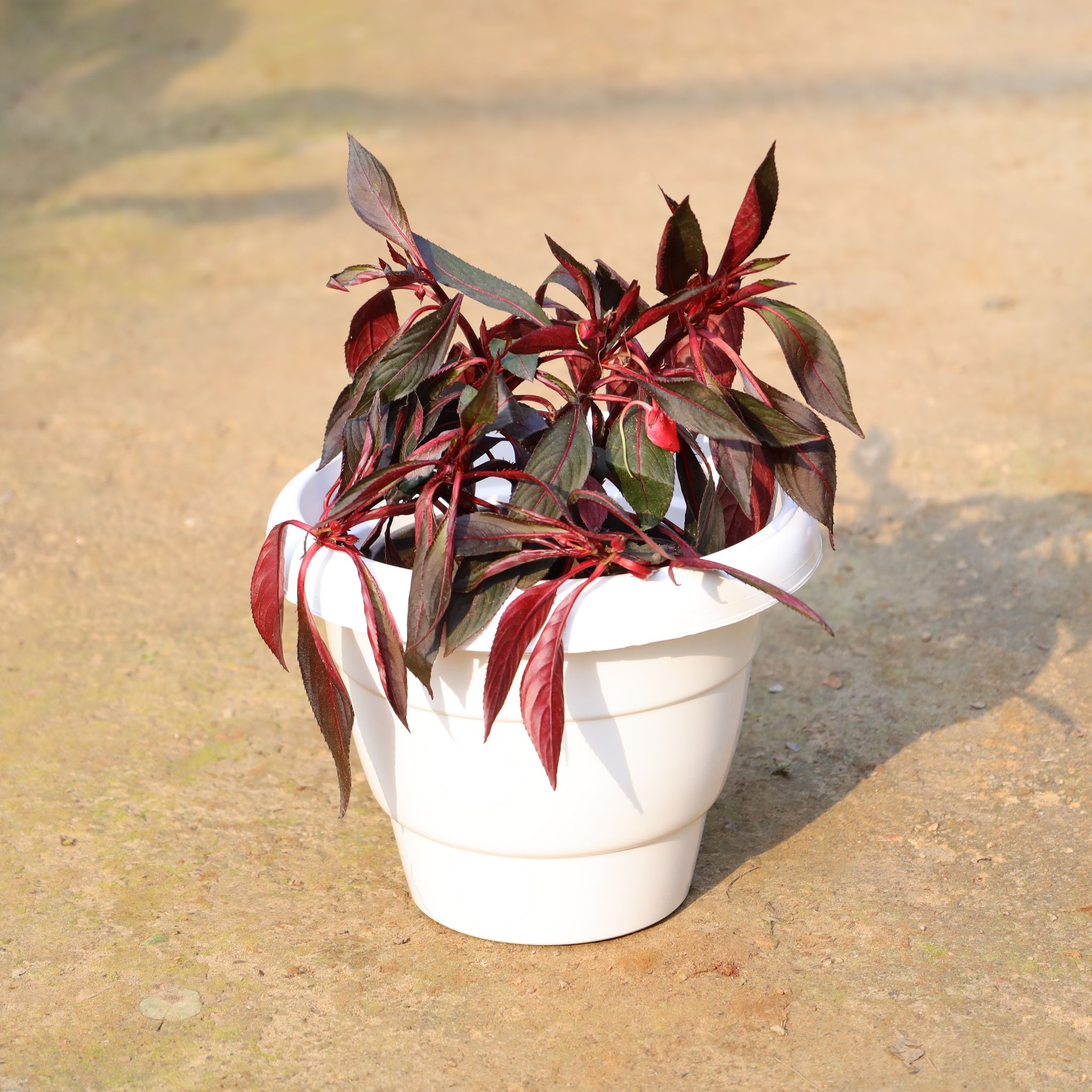 Balsam In 8 Inch White Classy Plastic Pot
