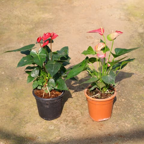Set Of 2 - Anthurium (Any Colour) In 5 Inch Live Plant Nursery Pot