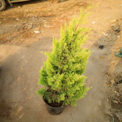 Golden Cypress In 14 Inch Nursery Bag