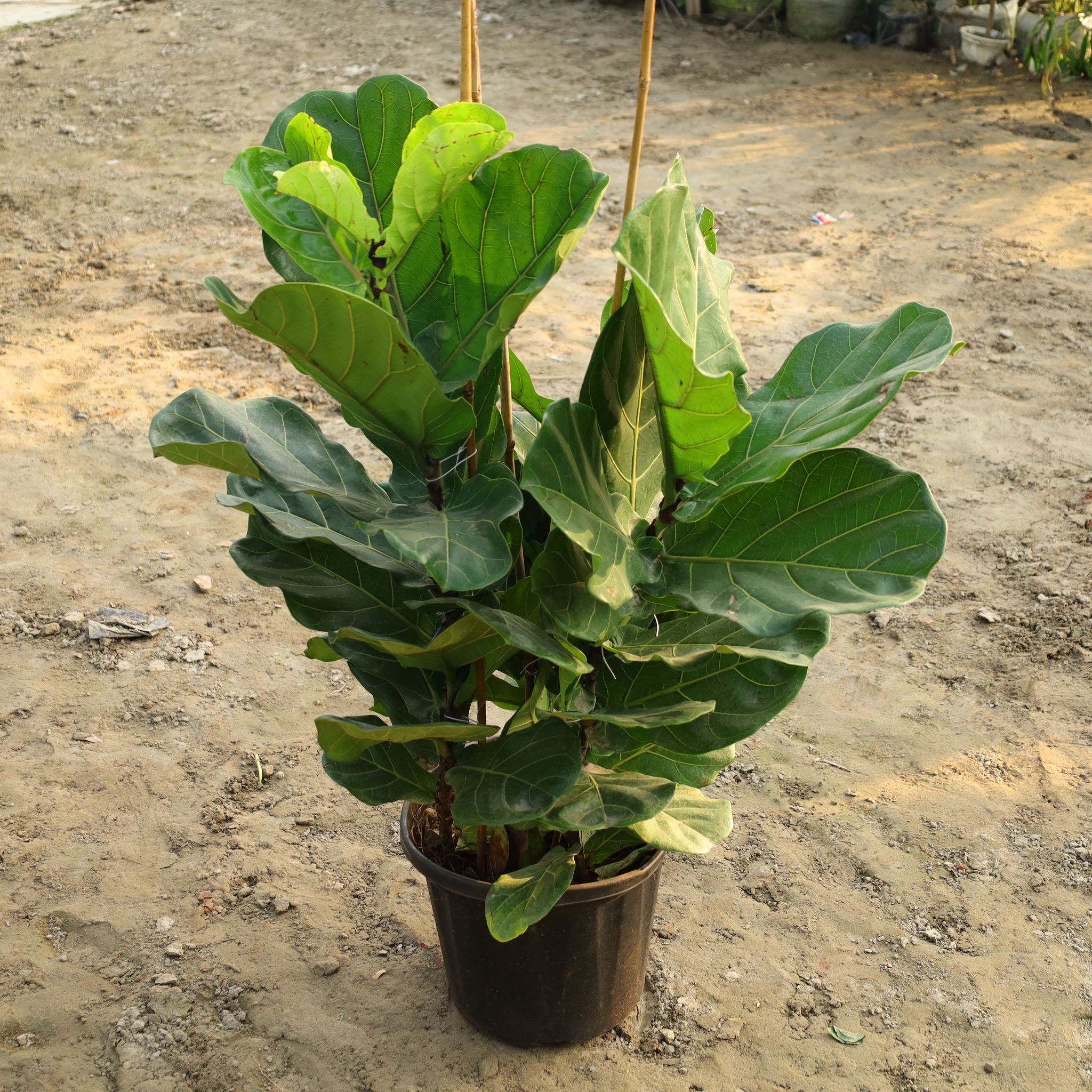 Fiddle Leaf In 14 Inch Nursery Pot