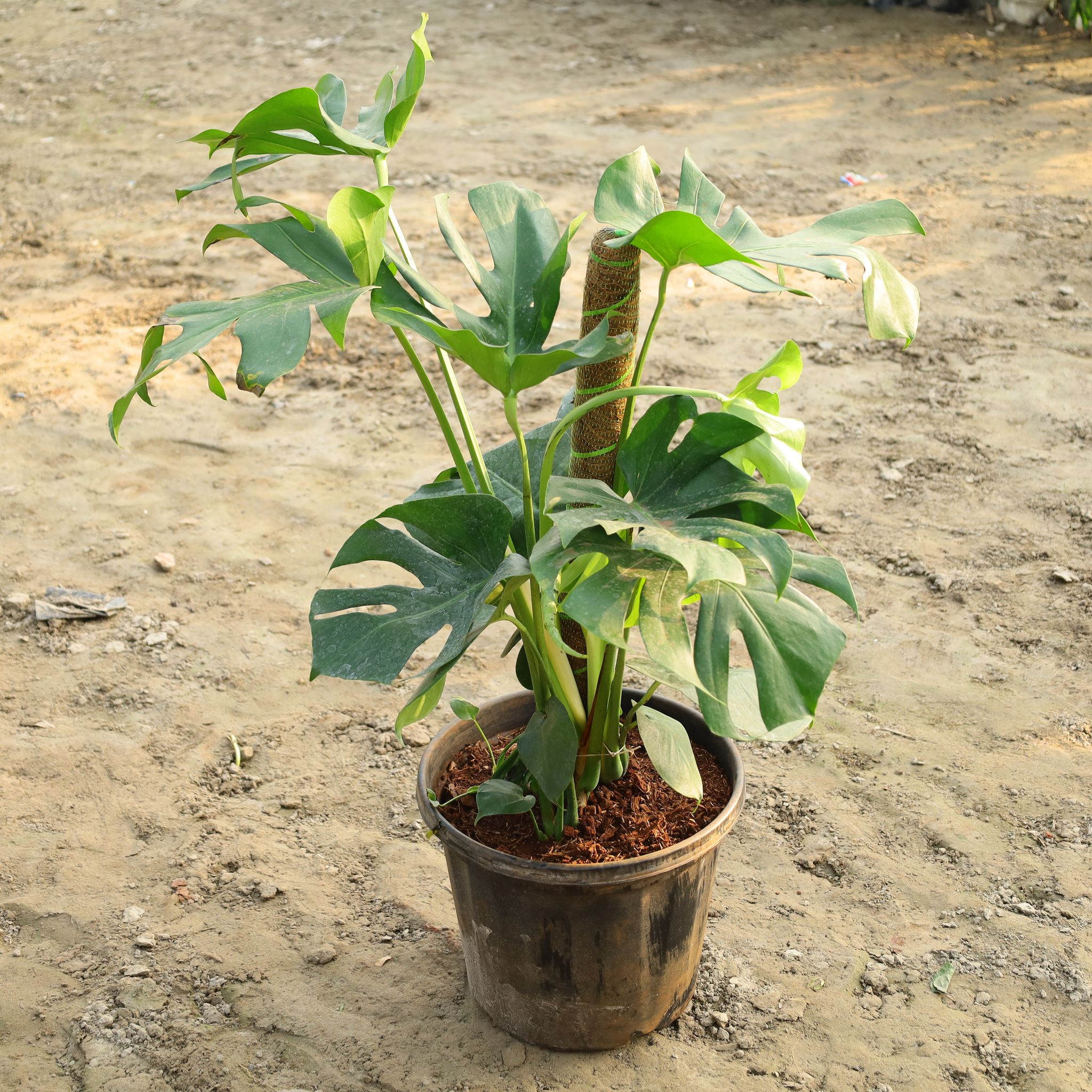 Monstera Deliciosa In 14 Inch Nursery Pot