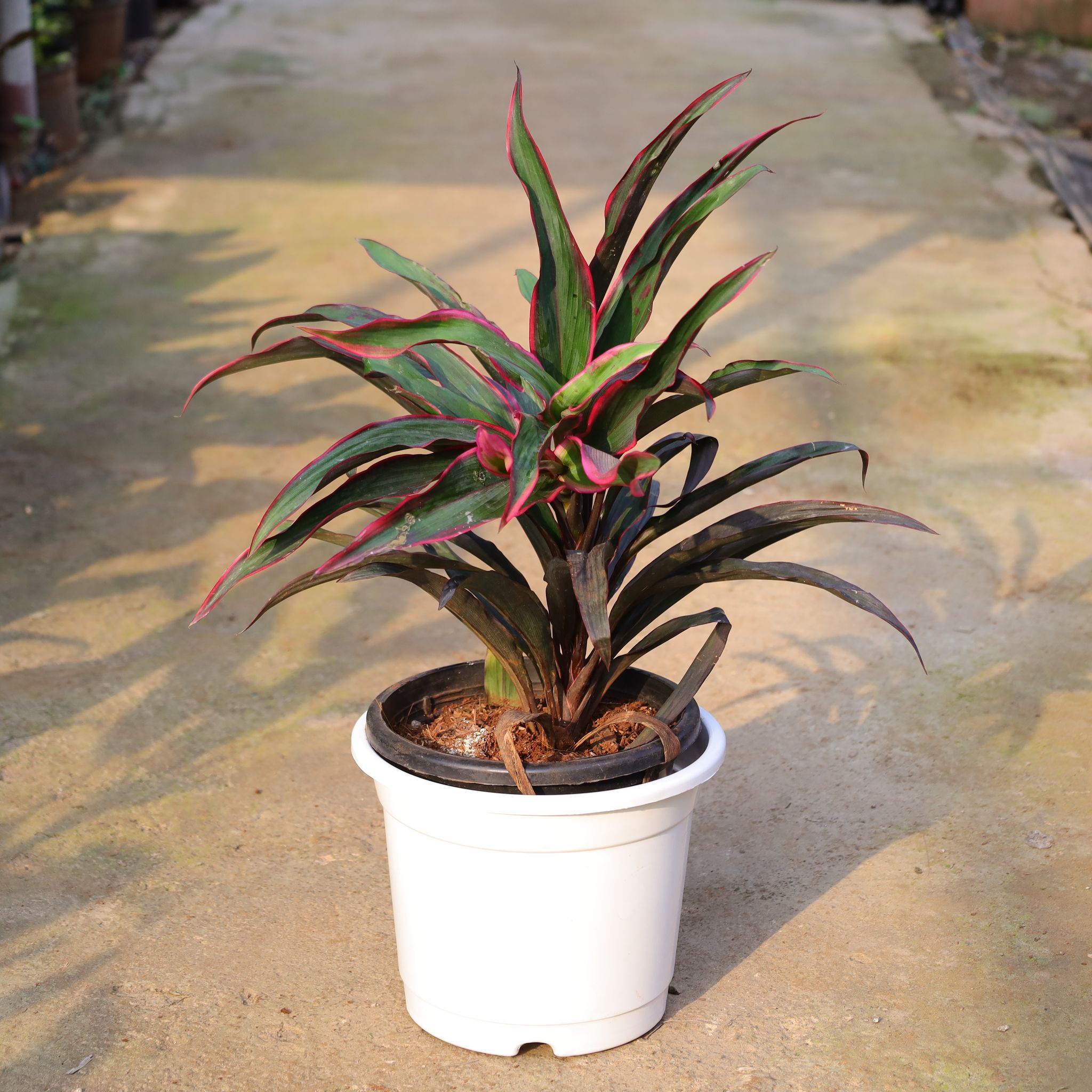 Drecena In 10 Inch Nursery Pot