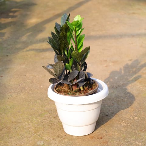 Zz Black In 8 Inch White Classy Plastic Pot