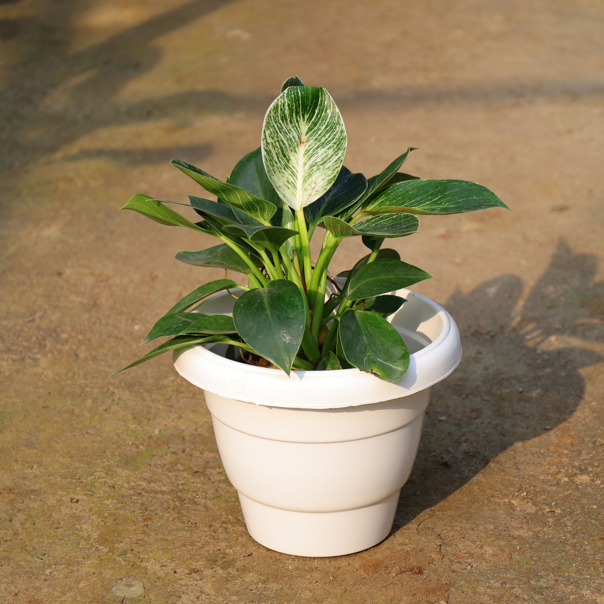 Philodendron Birkin In 8 Inch White Classy Plastic Pot