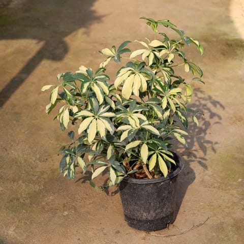 Schefflera Variegated In 8 Inch Nursery Pot