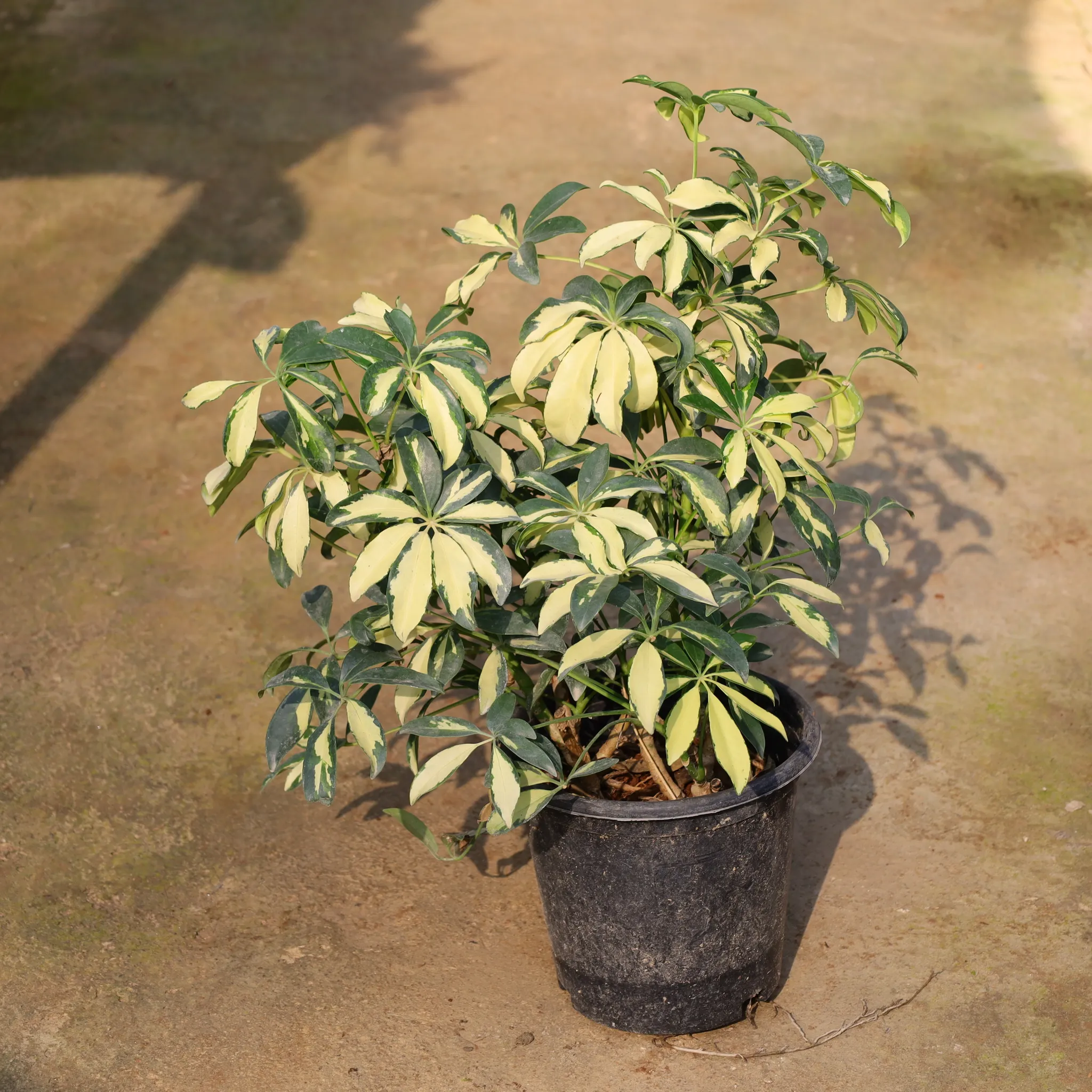Air Purifying - Schefflera Variegated In 8 Inch Nursery Pot