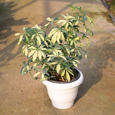 Air Purifying - Schefflera Variegated In 10 Inch White Classy Plastic Pot