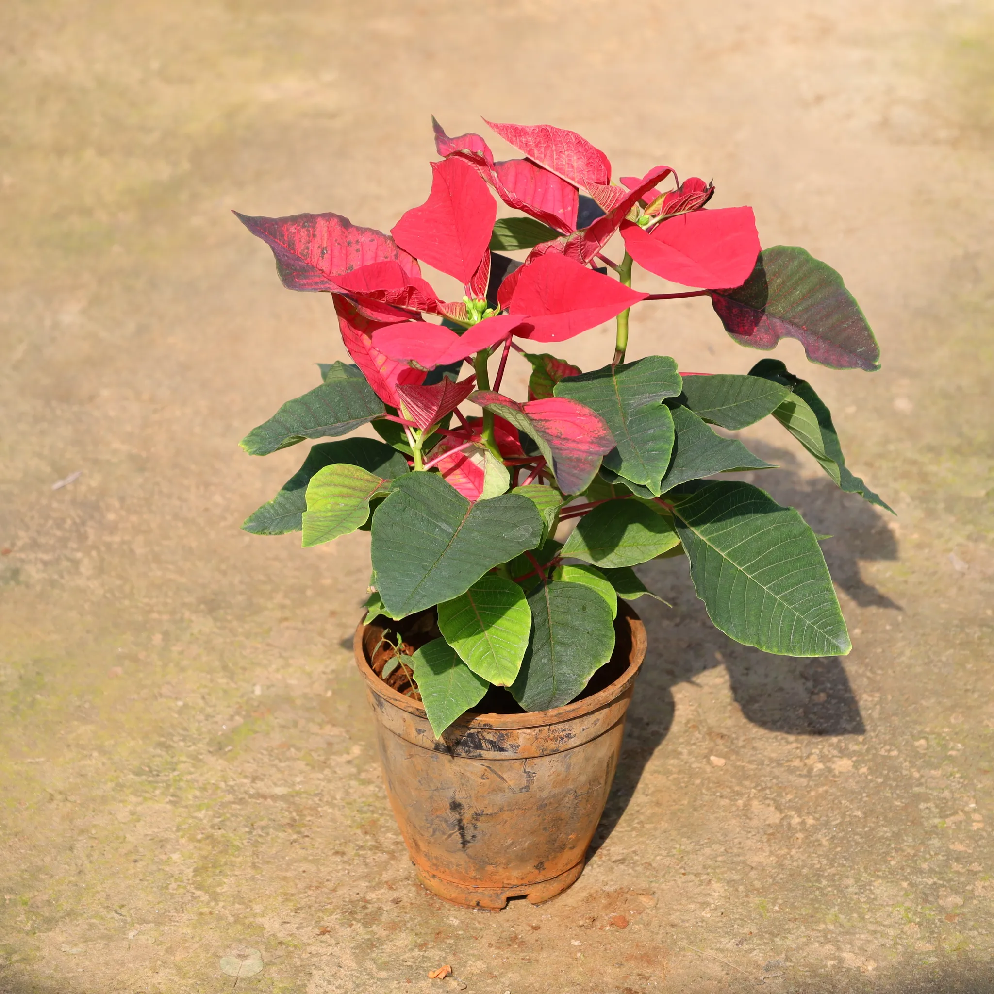 Poinsettia / Christmas Flower Red In 5 Inch Nursery Pot