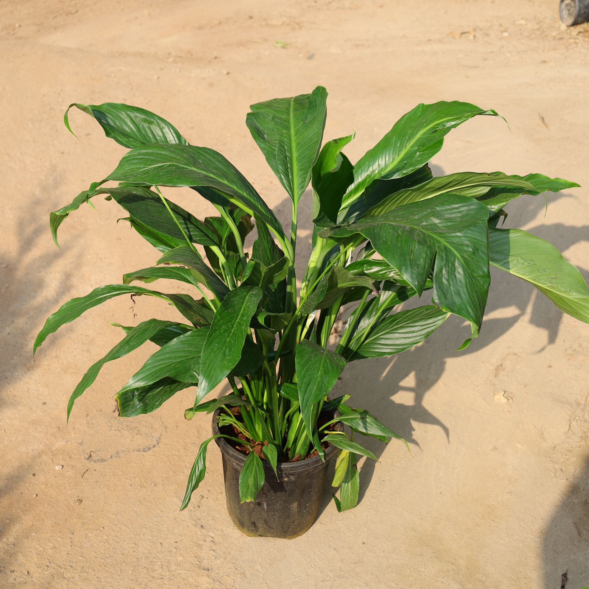Peace Lily In 6 Inch Nursery Pot